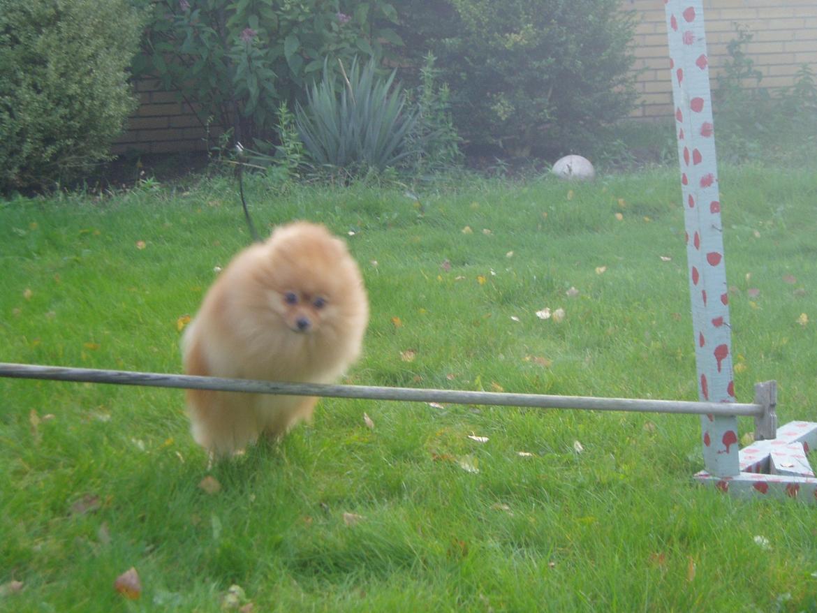 Pomeranian Naw Ore Never Of Majas Pomeranian World ( Maddox ) - Hopla :) billede 2