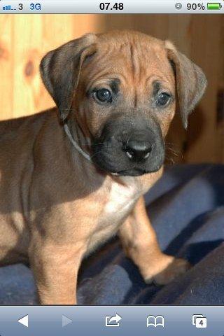 Rhodesian ridgeback Kuzungas Hamisi Aslan billede 2