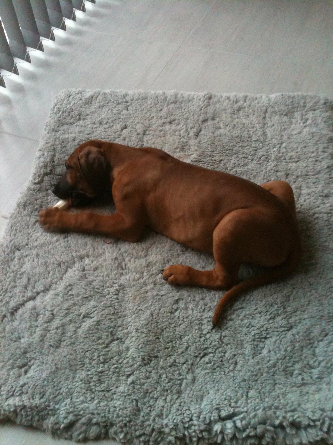 Rhodesian ridgeback Kuzungas Hamisi Aslan billede 3