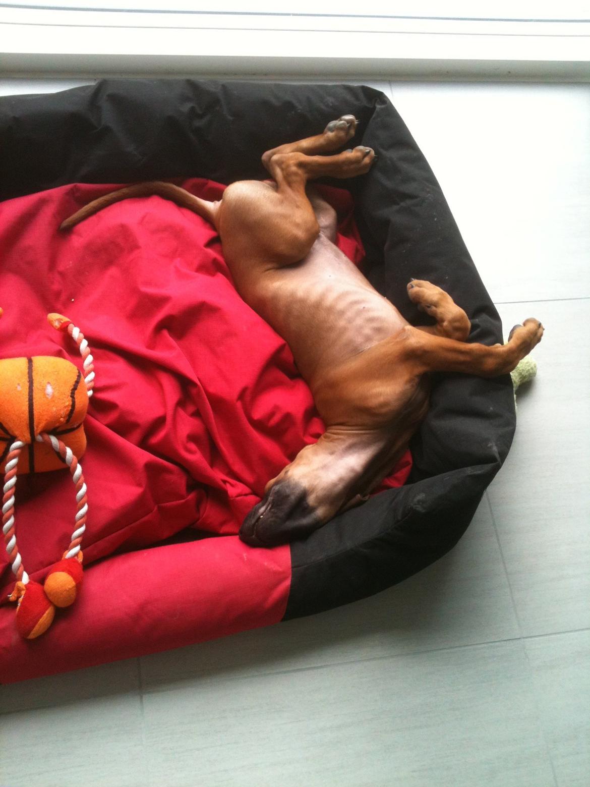 Rhodesian ridgeback Kuzungas Hamisi Aslan billede 4