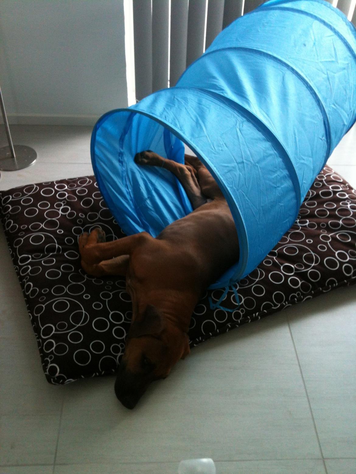 Rhodesian ridgeback Kuzungas Hamisi Aslan billede 5