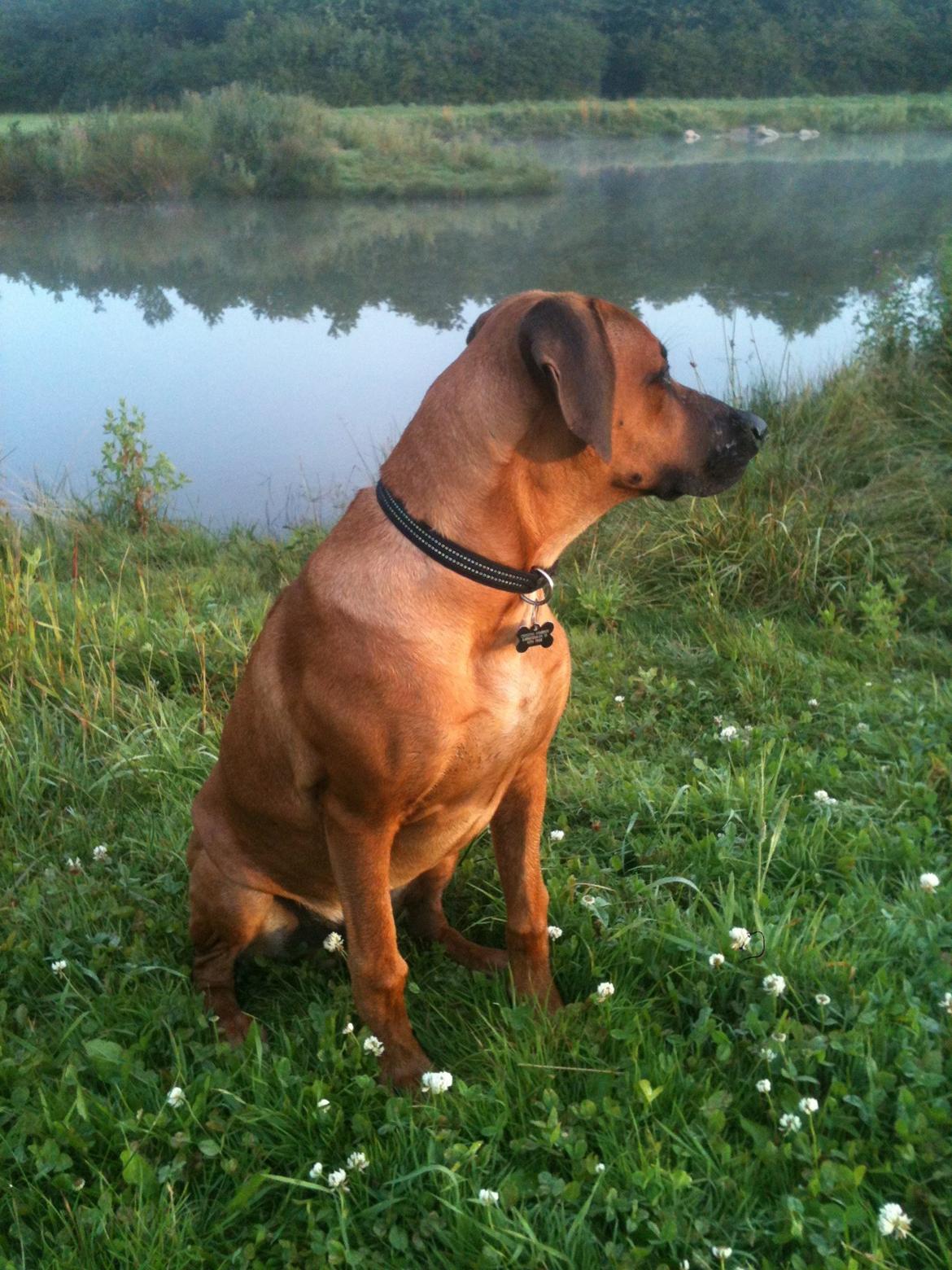 Rhodesian ridgeback Kuzungas Hamisi Aslan billede 6