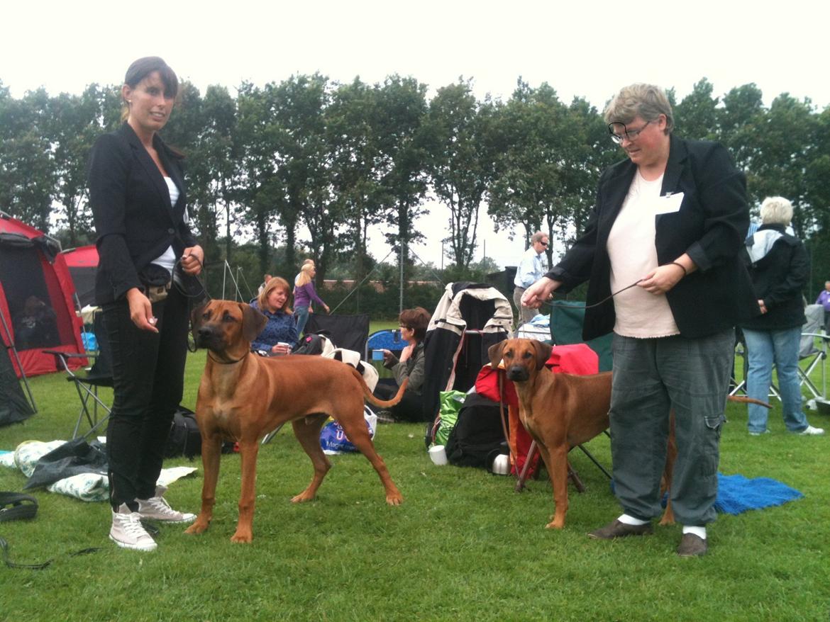 Rhodesian ridgeback Kuzungas Hamisi Aslan billede 7