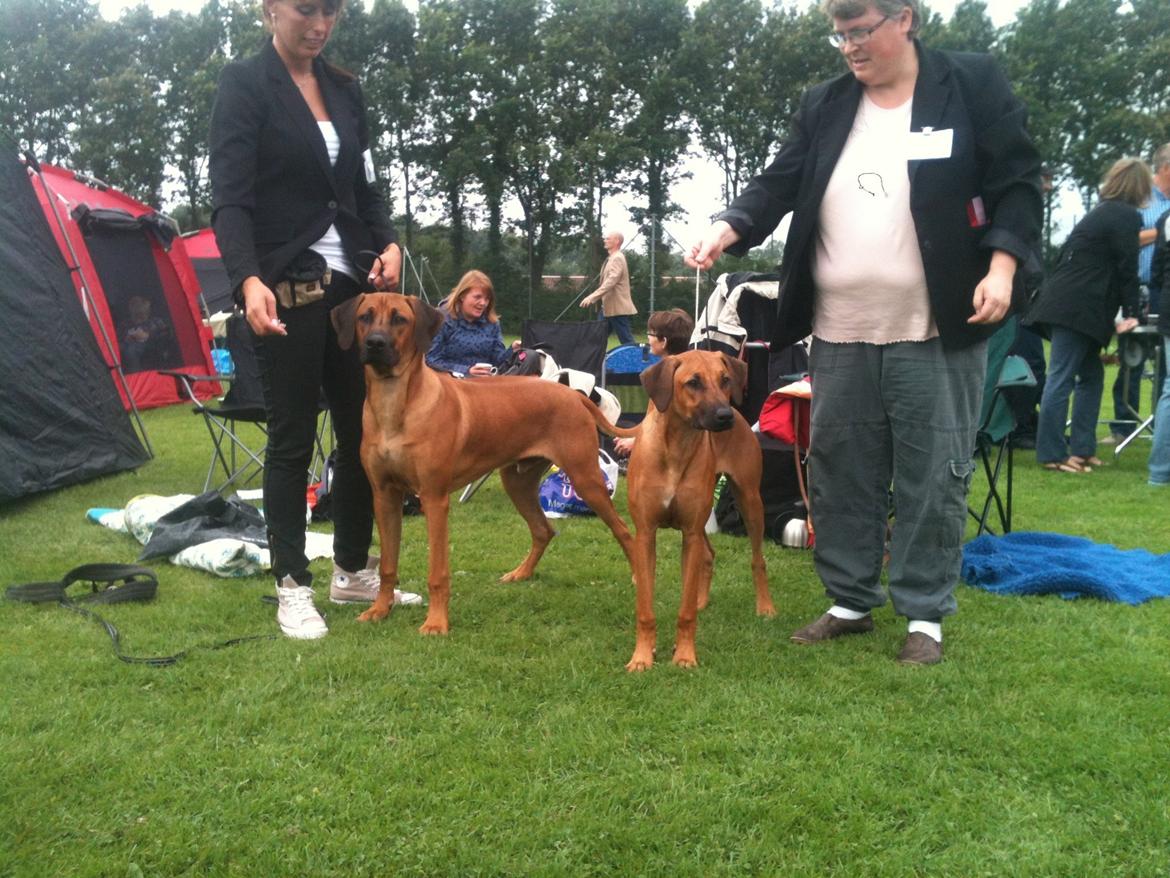 Rhodesian ridgeback Kuzungas Hamisi Aslan billede 8