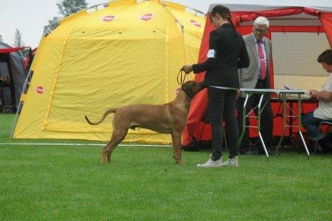 Rhodesian ridgeback Kuzungas Hamisi Aslan billede 9