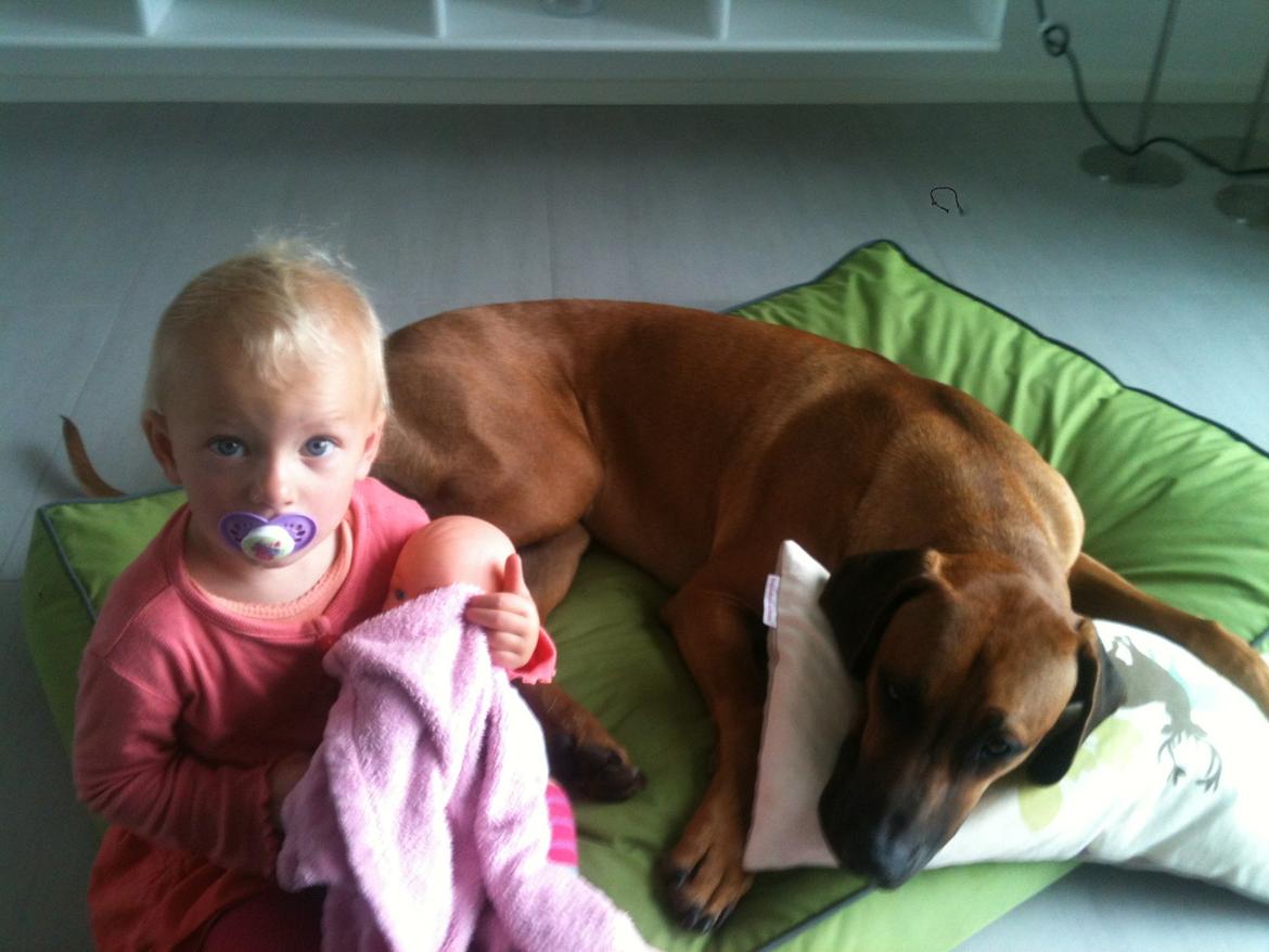 Rhodesian ridgeback Kuzungas Hamisi Aslan billede 10