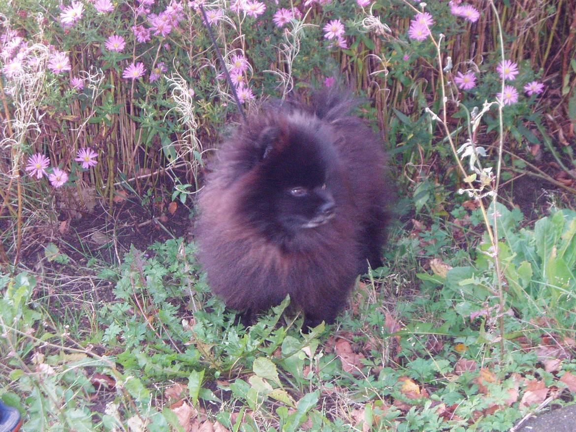 Pomeranian Farier Spitz The Ameriakal Mann ( Diesel ) billede 3