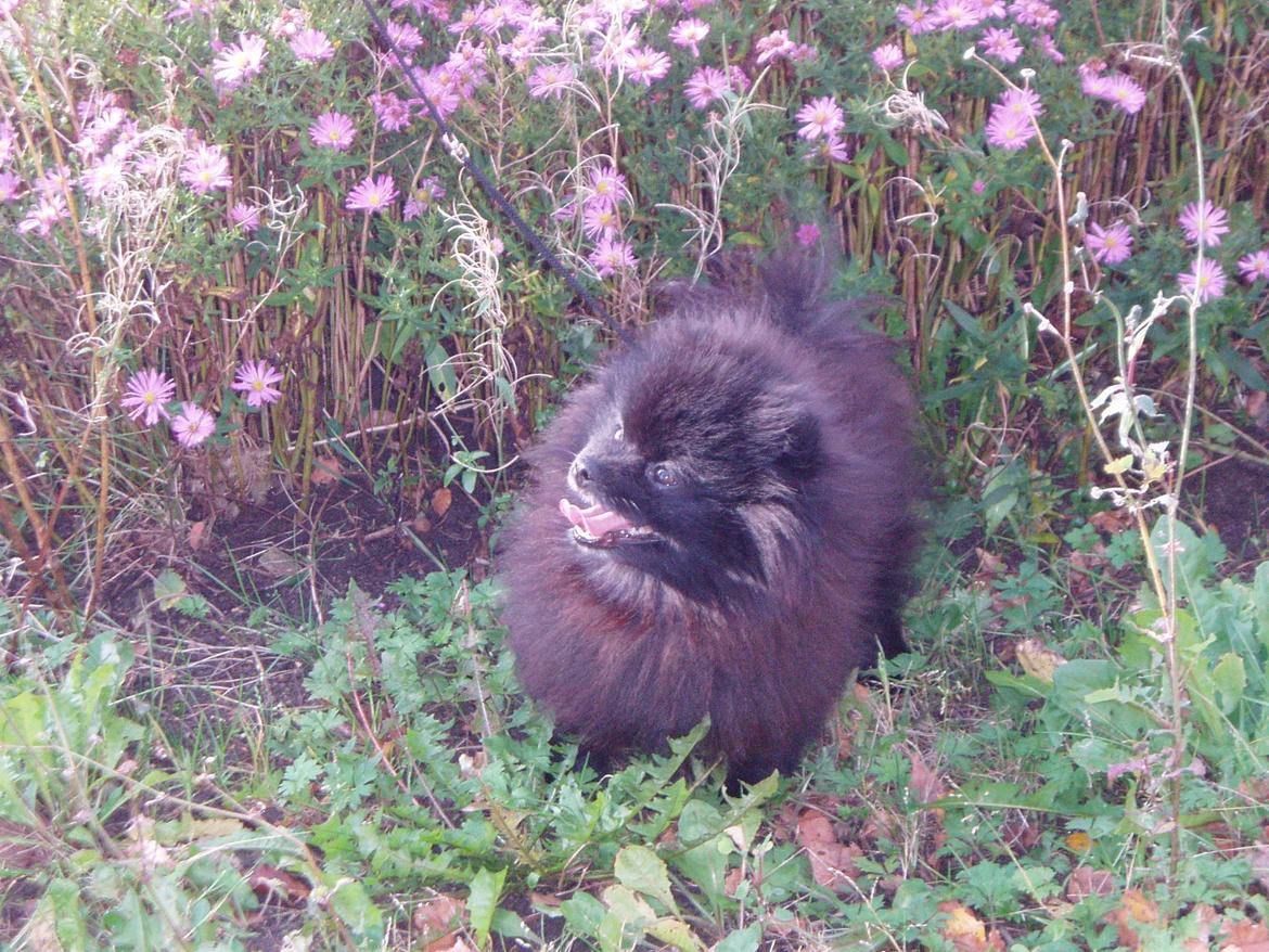 Pomeranian Farier Spitz The Ameriakal Mann ( Diesel ) billede 5