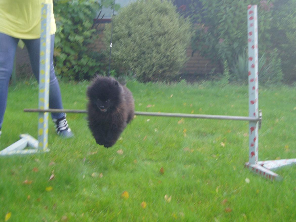 Pomeranian Farier Spitz The Ameriakal Mann ( Diesel ) - Det her er pisse sjovt billede 2