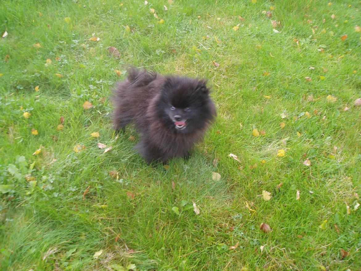 Pomeranian Farier Spitz The Ameriakal Mann ( Diesel ) billede 6