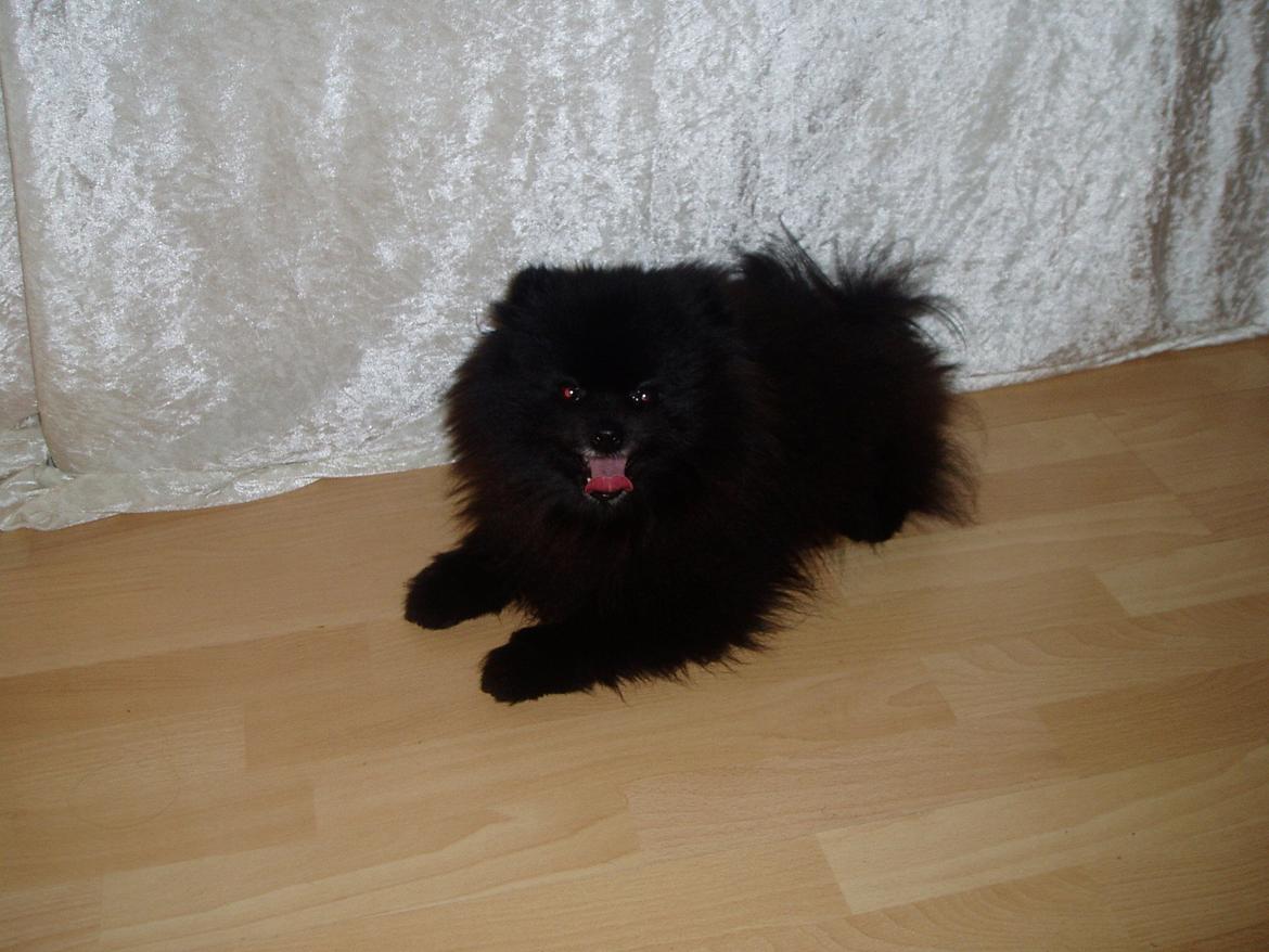 Pomeranian Farier Spitz The Ameriakal Mann ( Diesel ) - Det var en hård men god løbe tur billede 7