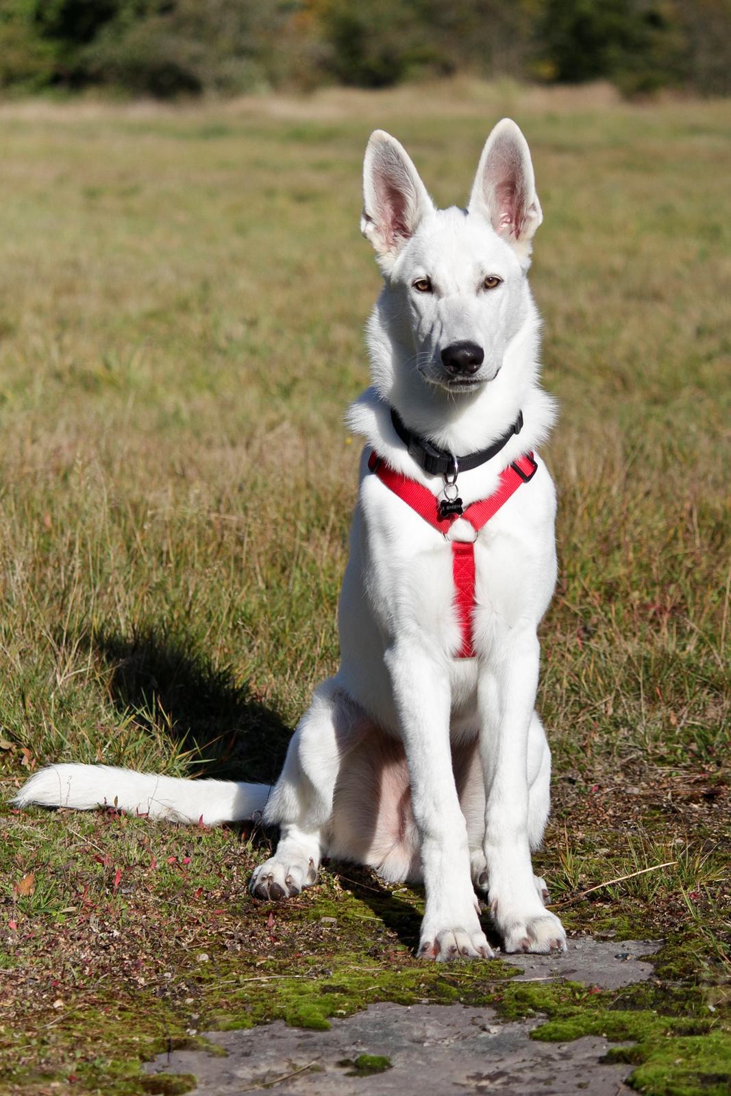 Hvid Schweizisk Hyrdehund Lobo - 18. oktober: Det eneste billed jeg fik hvor han sidder pænt :D billede 34