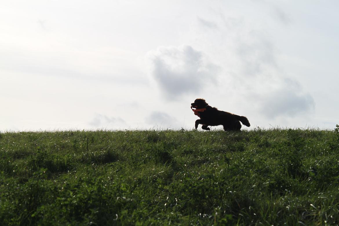 Newfoundlænder Alma billede 18