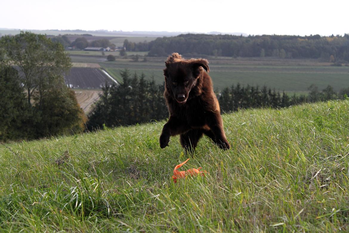 Newfoundlænder Alma - Overfalder lige Kong Wubba. billede 19