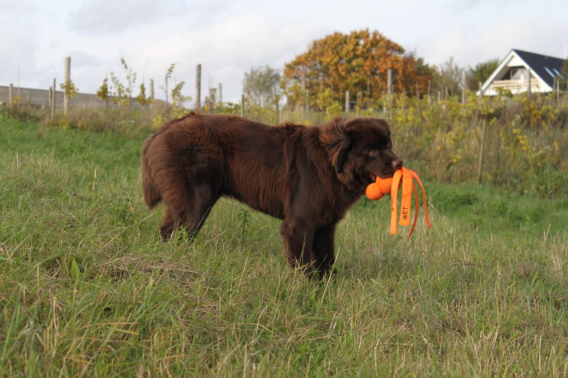 Newfoundlænder Alma - Hm... Okay. Måske er jeg bare en lillebitte knallert? billede 9