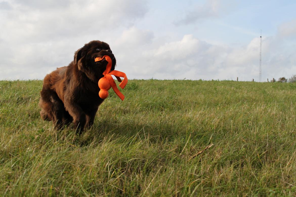 Newfoundlænder Alma - Wrrrooom..! Jeg er en stor, farlig motorcykel! billede 8
