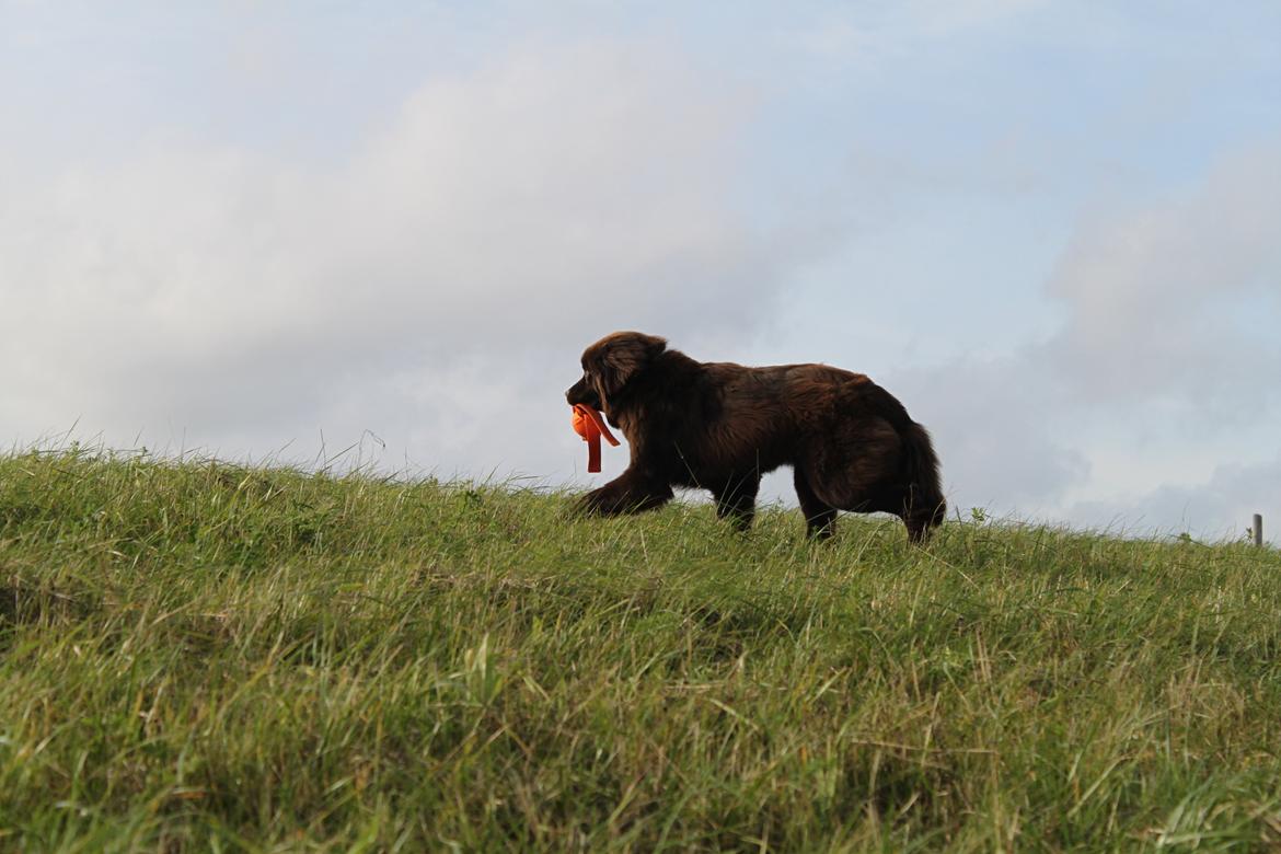 Newfoundlænder Alma billede 20