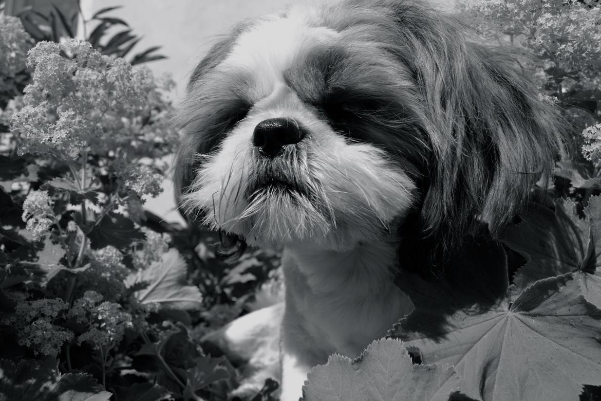 Shih tzu Bobo billede 2