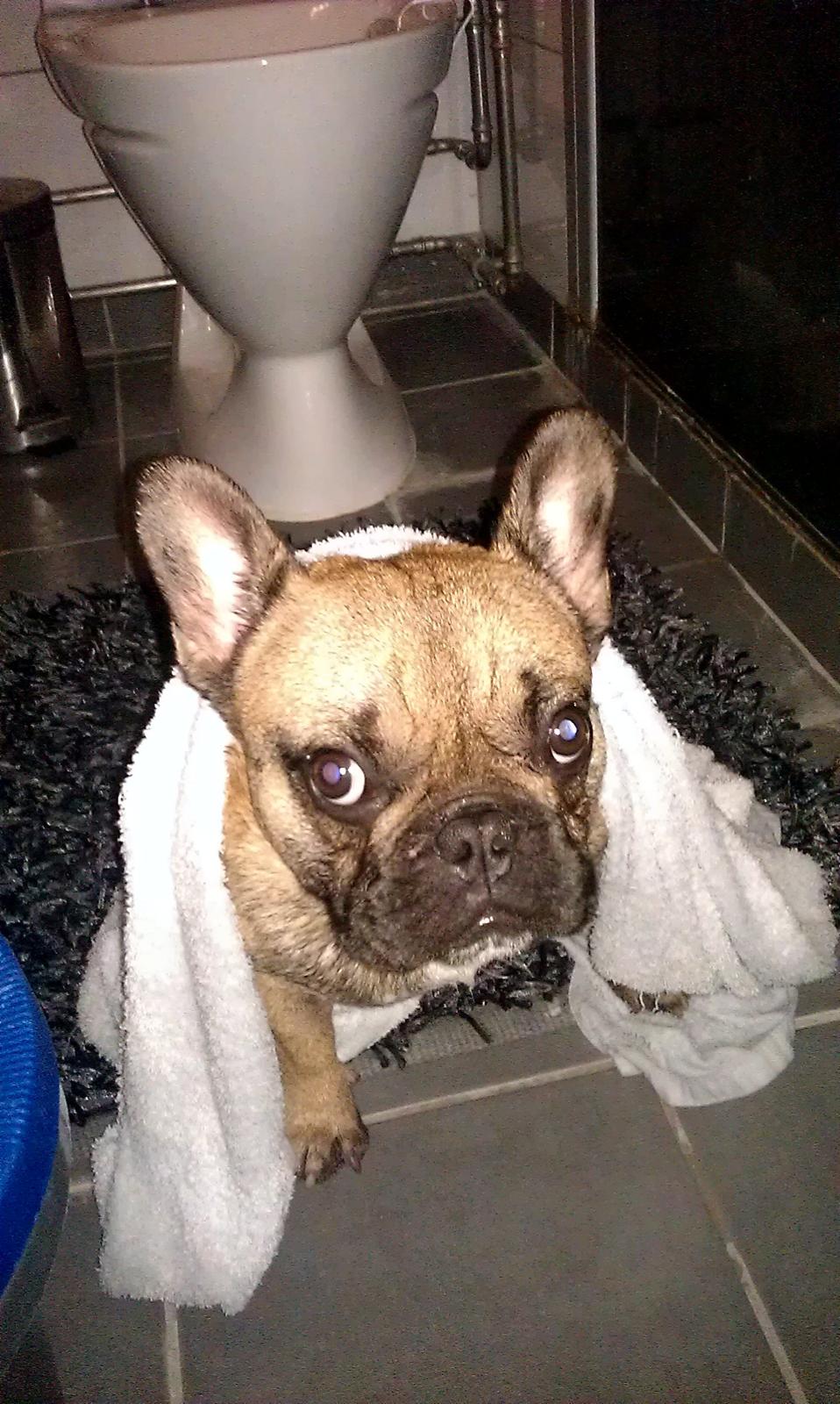 Fransk bulldog Muttley billede 14