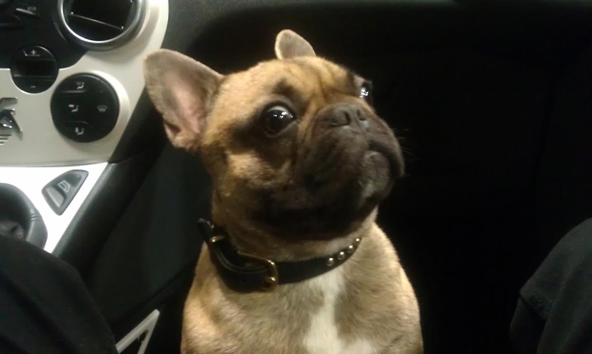 Fransk bulldog Muttley billede 15