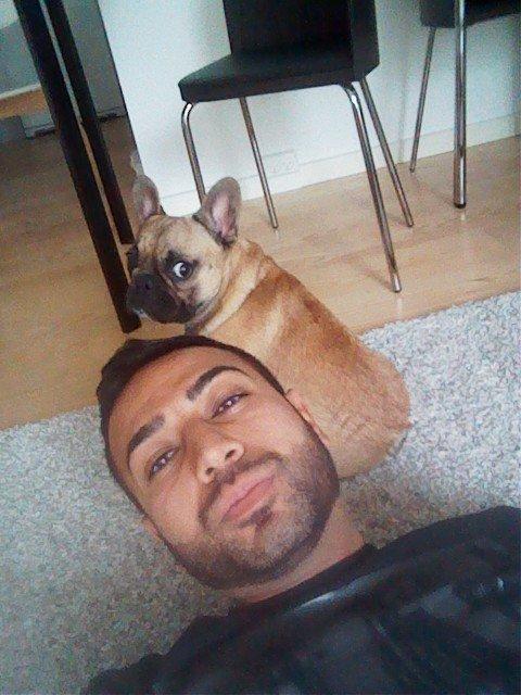 Fransk bulldog Muttley billede 16