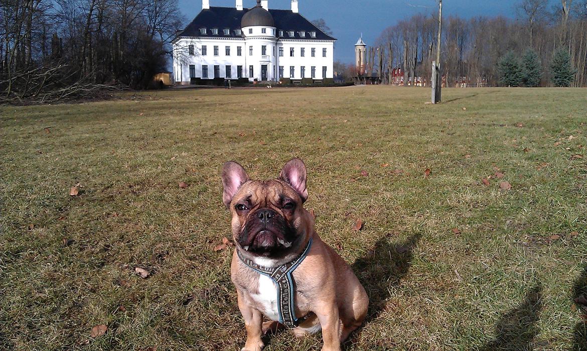 Fransk bulldog Muttley billede 17