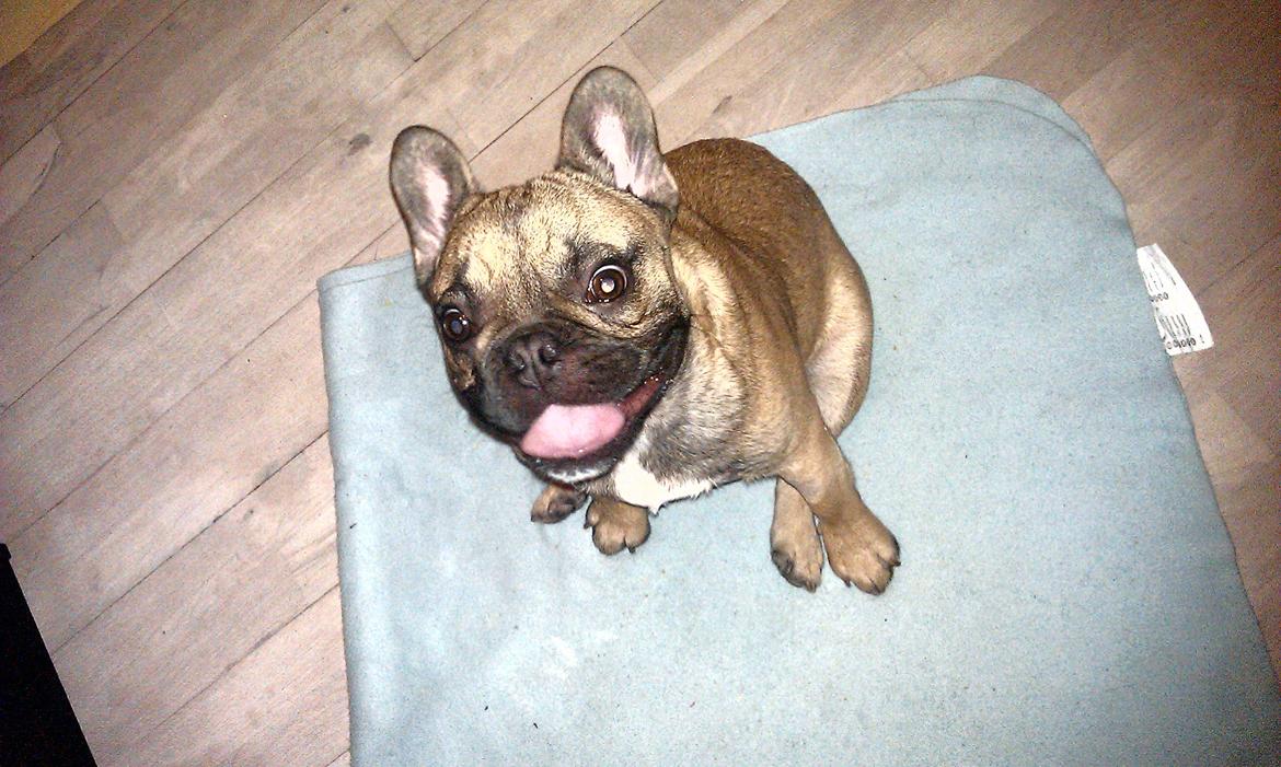 Fransk bulldog Muttley billede 18