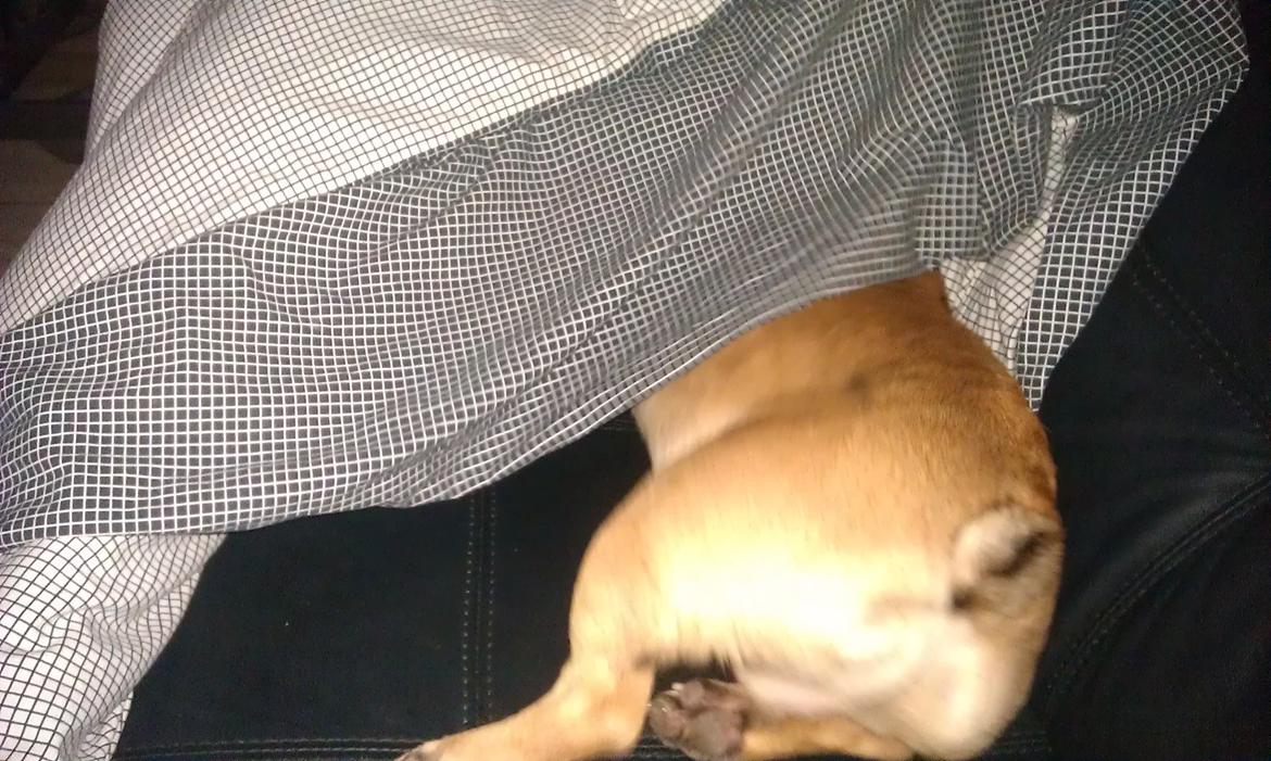 Fransk bulldog Muttley billede 19