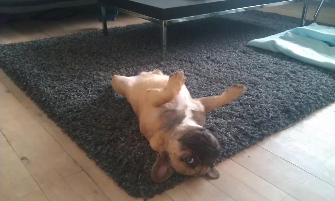 Fransk bulldog Muttley billede 20