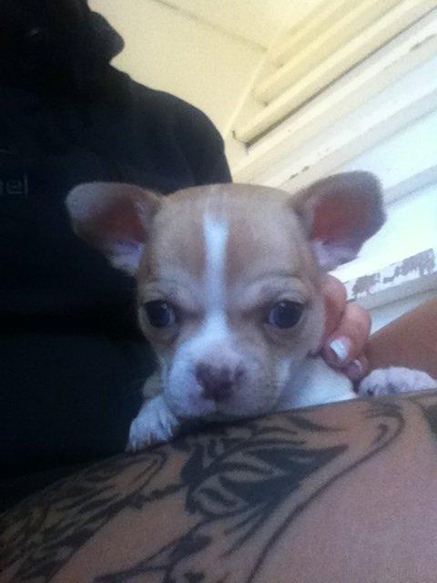 Chihuahua CHIHUAHUA OTTO billede 1