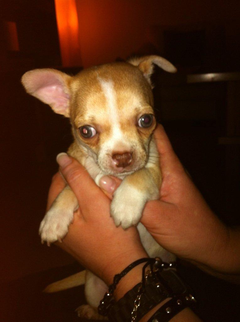 Chihuahua CHIHUAHUA OTTO billede 2