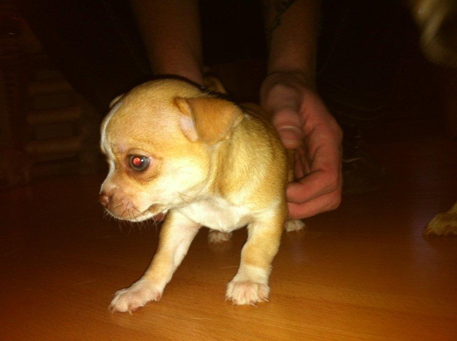 Chihuahua CHIHUAHUA OTTO billede 3