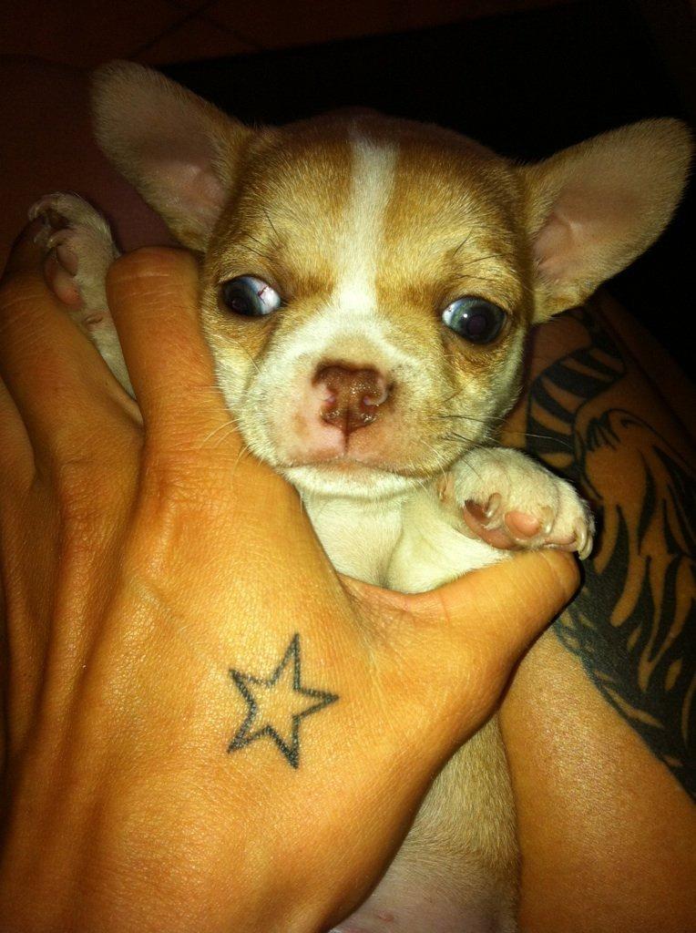 Chihuahua CHIHUAHUA OTTO billede 4