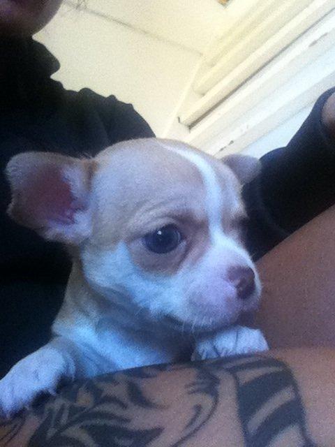 Chihuahua CHIHUAHUA OTTO billede 5