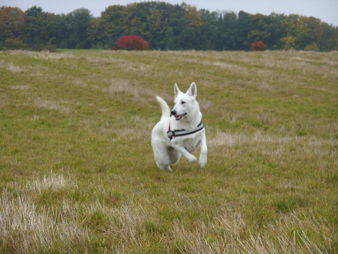 Hvid Schweizisk Hyrdehund Lucy billede 15