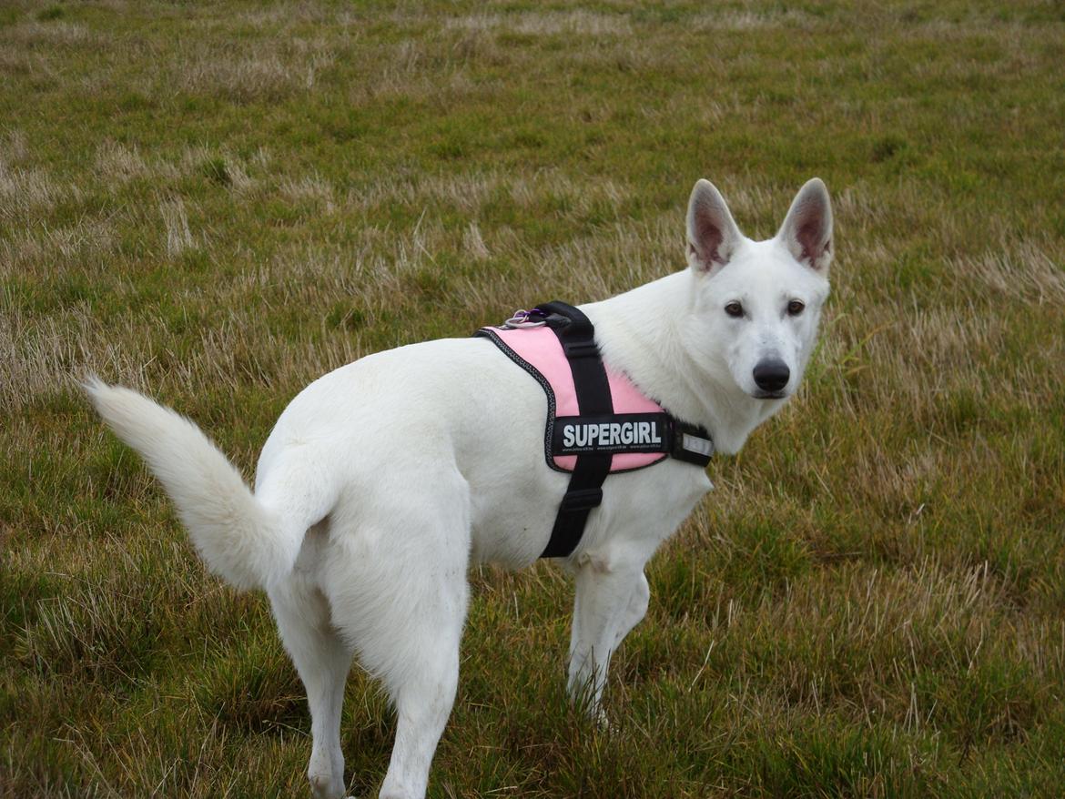 Hvid Schweizisk Hyrdehund Lucy billede 16