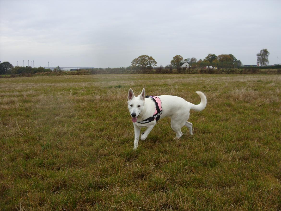 Hvid Schweizisk Hyrdehund Lucy billede 17