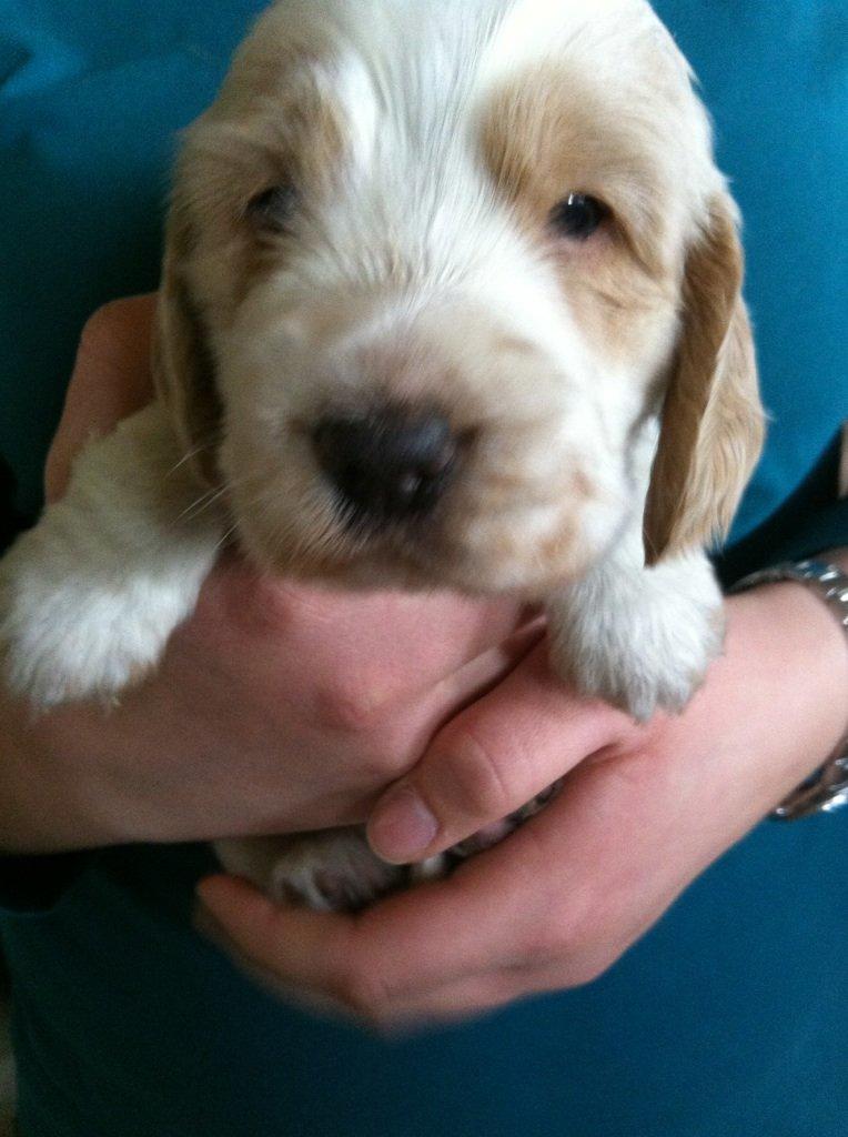 Cocker spaniel Harley - "Jeg glæder mig til at komme hjem til dig mor" billede 2