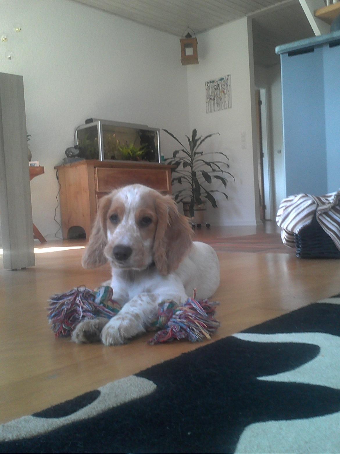 Cocker spaniel Harley billede 13