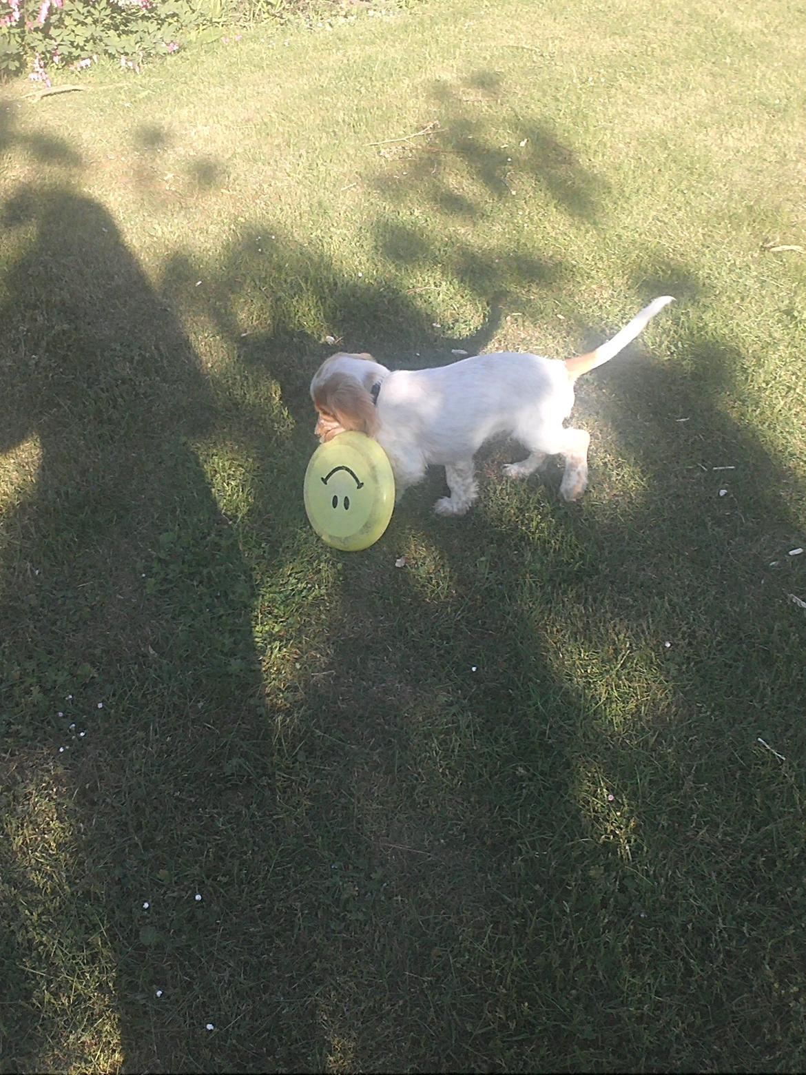 Cocker spaniel Harley - Harley's yndlings billede 14