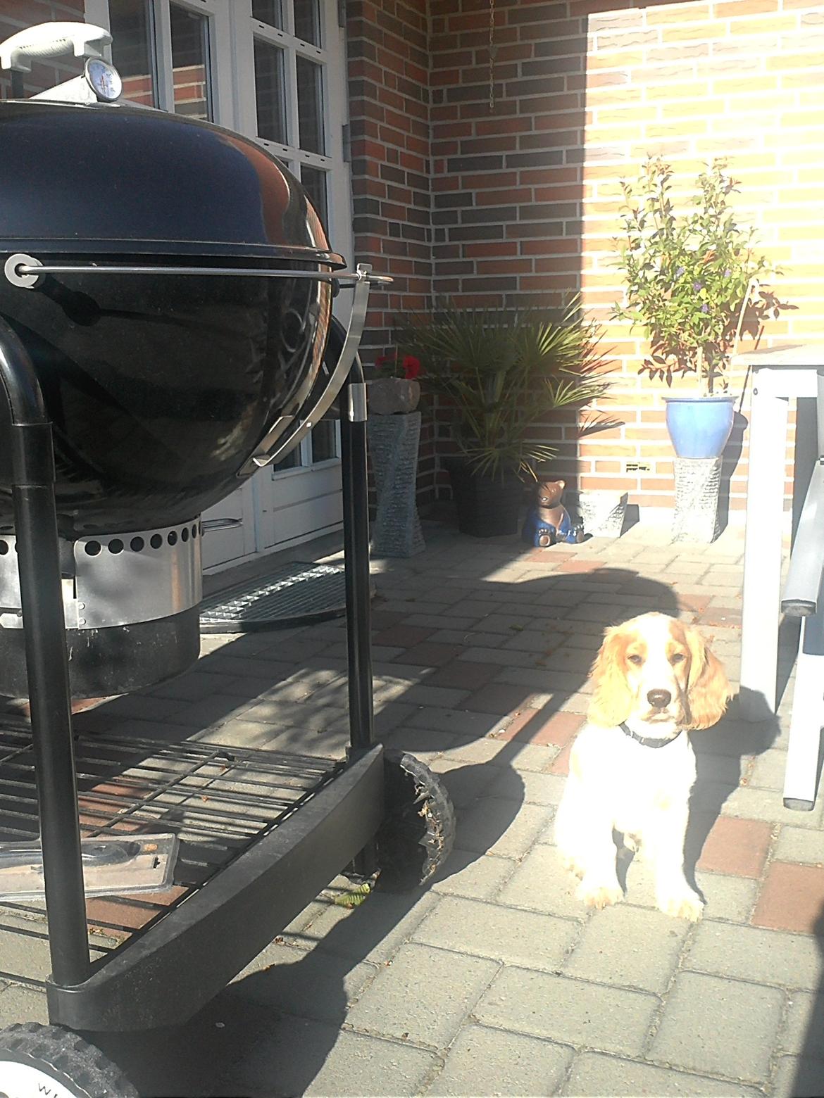 Cocker spaniel Harley billede 15