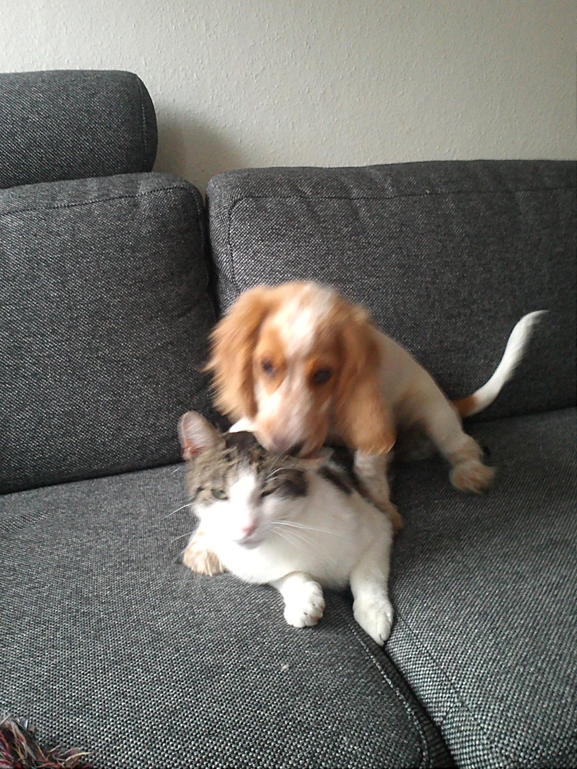 Cocker spaniel Harley - Leg med mig misser billede 16