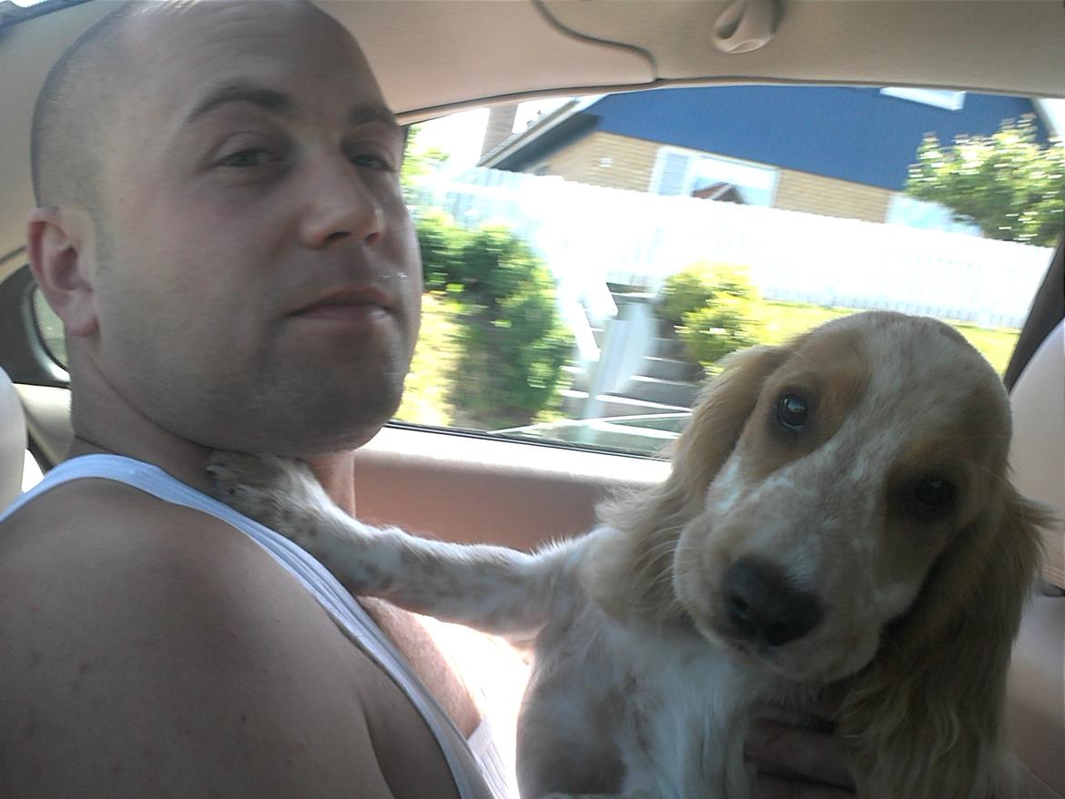 Cocker spaniel Harley - Smil til kameraet :) billede 17