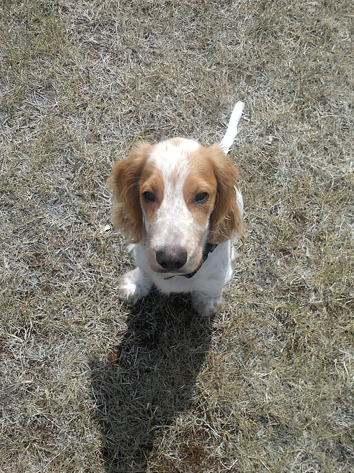 Cocker spaniel Harley billede 18