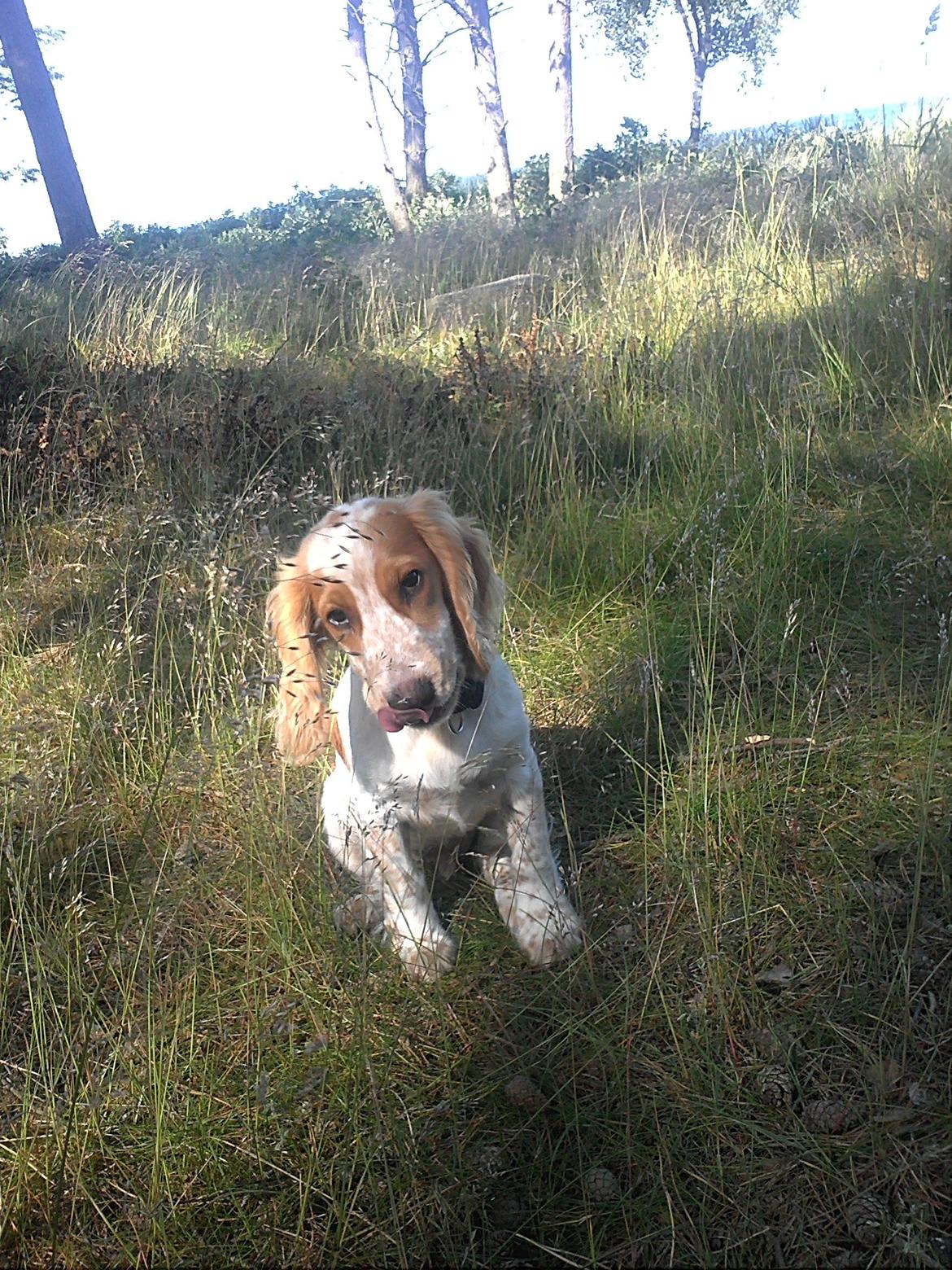 Cocker spaniel Harley billede 19