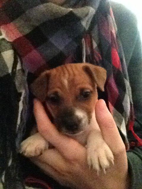 Dansk svensk gaardhund Kato <3 billede 22