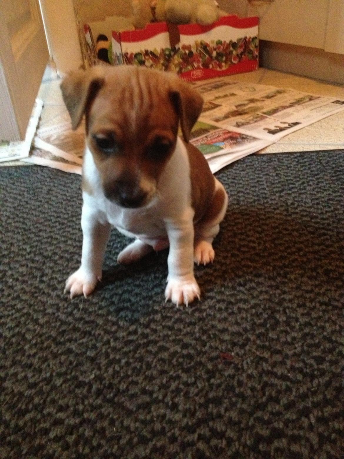 Dansk svensk gaardhund Kato <3 billede 23