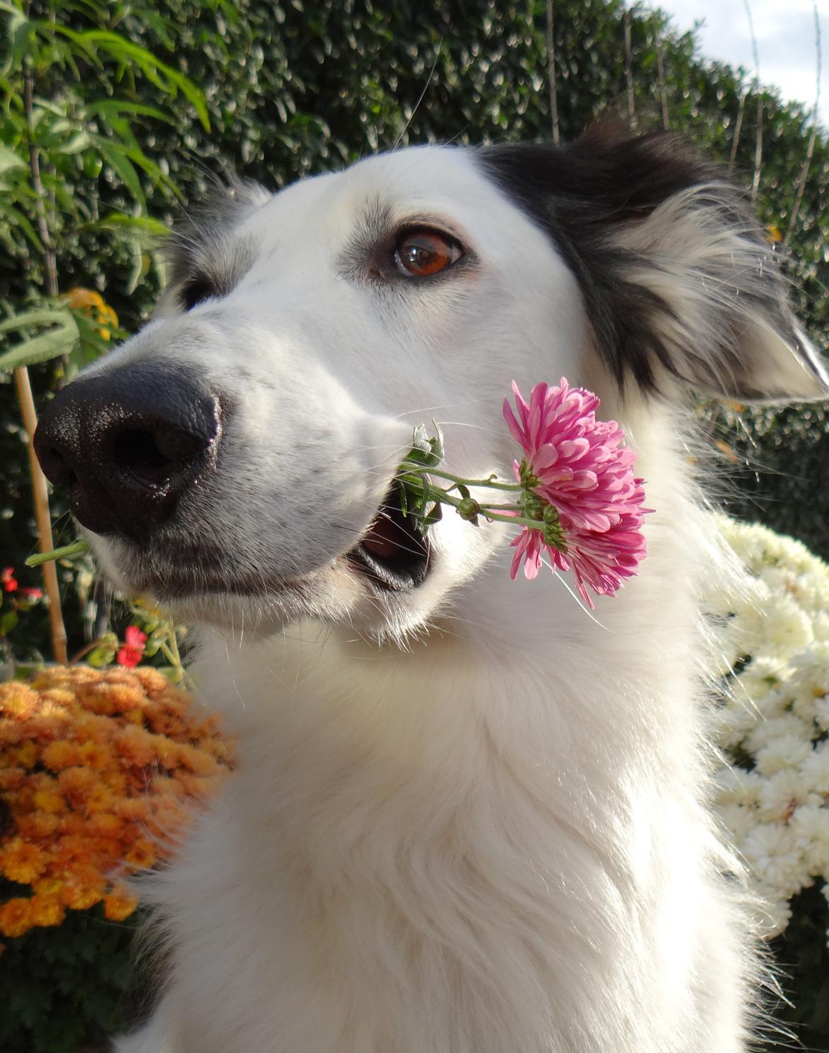 Blanding af racer Amigo billede 19