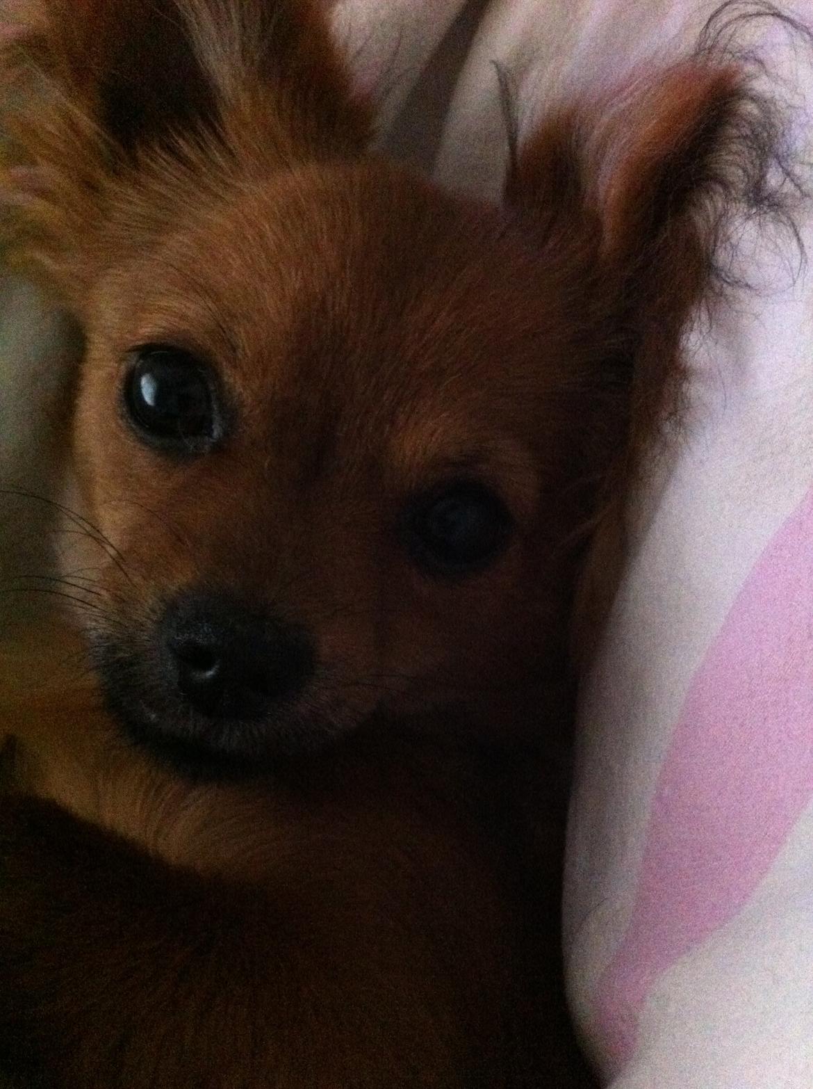 Chihuahua Isa billede 2