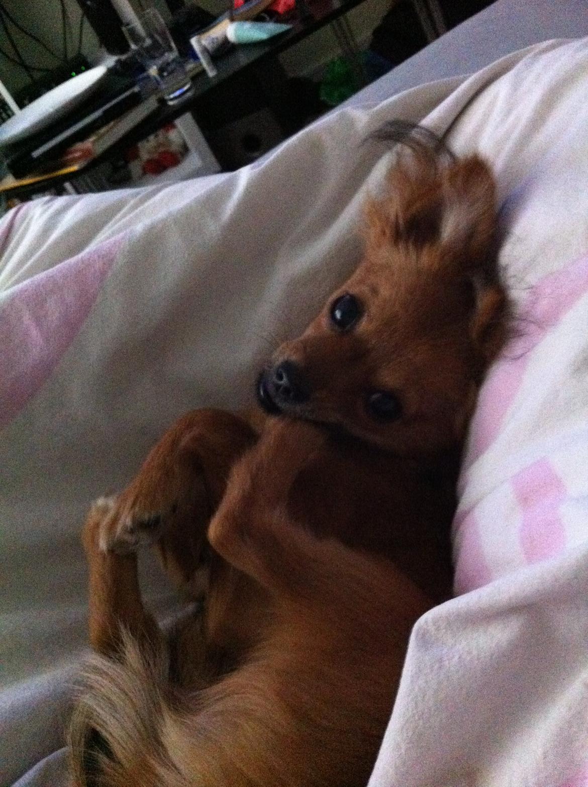 Chihuahua Isa billede 3